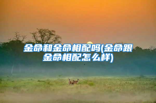 金命和金命相配吗(金命跟金命相配怎么样)