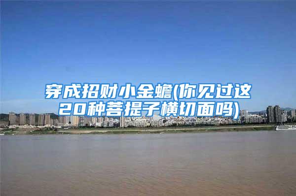 穿成招财小金蟾(你见过这20种菩提子横切面吗)