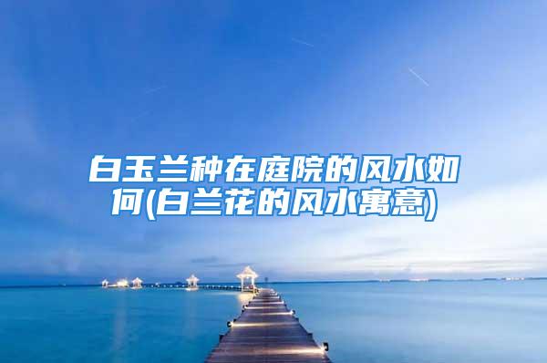 白玉兰种在庭院的风水如何(白兰花的风水寓意)