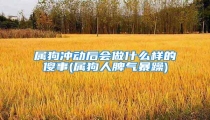 属狗冲动后会做什么样的傻事(属狗人脾气暴躁)