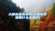 大林木是木命吗(大林木命佩戴什么水晶好)