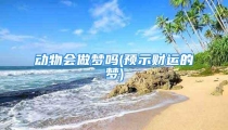 动物会做梦吗(预示财运的梦)