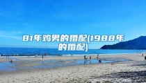 81年鸡男的婚配(1988年的婚配)