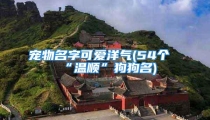 宠物名字可爱洋气(54个“温顺”狗狗名)