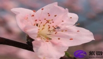 1984桃花运(桃花运的生肖)
