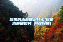 属猪的本命佛是什么(属猪本命佛图片 阿弥陀佛)