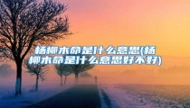 杨柳木命是什么意思(杨柳木命是什么意思好不好)