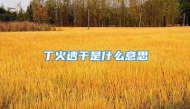 丁火透干是什么意思