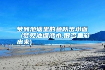 梦到池塘里的鱼跃出水面 (梦见池塘涨水,很多鱼游出来)