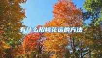 有什么招桃花运的方法