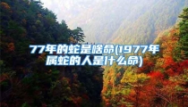 77年的蛇是啥命(1977年属蛇的人是什么命)