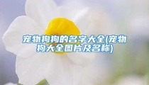 宠物狗狗的名字大全(宠物狗大全图片及名称)