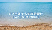 82年属什么生肖的是什么命(82年的狗狗)