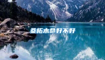 桑柘木命好不好