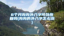 6个月狗狗外八字可以恢复吗(狗狗的外八字怎么治)