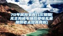 70年属狗女有几次婚姻(无主狗被车撞后受惊乱窜撞倒老太致其骨折)
