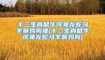 十二生肖鼠牛虎兔龙蛇马羊猴鸡狗猪(十二生肖鼠牛虎兔龙蛇马羊猴鸡狗)