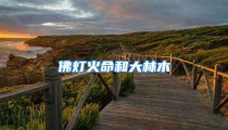 佛灯火命和大林木