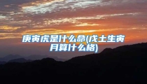 庚寅虎是什么命(戊土生寅月算什么格)