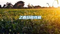 乙酉日柱性格
