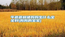 牛爸爸和猪妈妈生什么宝宝好(妈妈的宝宝)
