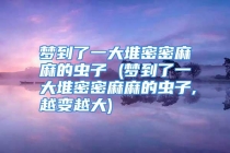 梦到了一大堆密密麻麻的虫子 (梦到了一大堆密密麻麻的虫子,越变越大)