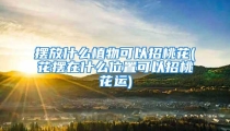 摆放什么植物可以招桃花(花摆在什么位置可以招桃花运)