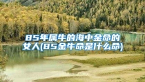 85年属牛的海中金命的女人(85金牛命是什么命)