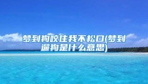 梦到狗咬住我不松口(梦到遛狗是什么意思)