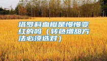 塔罗科血橙是慢慢变红的吗(转色增甜方法必须选对)