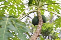 98年虎配98年虎的婚姻 (98年虎婚姻如何)