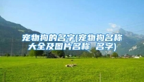 宠物狗的名字(宠物狗名称大全及图片名称 名字)