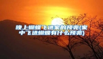 晚上蝴蝶飞进家的预兆(家中飞进蝴蝶有什么预兆)