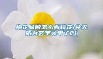 梅花易数怎么看桃花(今天你为玄学买单了吗)