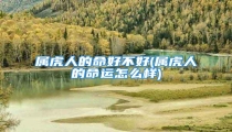 属虎人的命好不好(属虎人的命运怎么样)