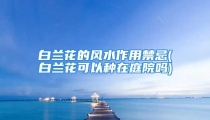 白兰花的风水作用禁忌(白兰花可以种在庭院吗)