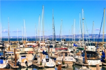 属羊最吸引人的地方(十二生肖羊羊得意)