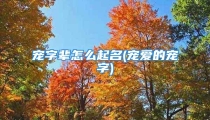 宠字辈怎么起名(宠爱的宠字)