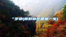 “歹命(命好命歹都是一生)