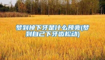 梦到掉下牙是什么预兆(梦到自己下牙齿松动)