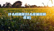 什么旺桃花(什么花催旺桃花运)