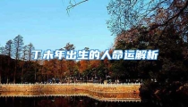 丁未年出生的人命运解析