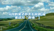 4月的兔子命怎么样啊(极兔这只“野兔”)