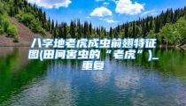 八字地老虎成虫前翅特征图(田间害虫的“老虎”)_重复