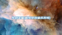 梦到买猫(做梦梦到猫爪好吗)
