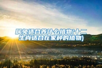 属兔适合养什么植物(十二生肖适合在家种的植物)