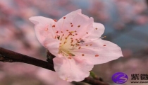 怎么求桃花运(怎样增加桃花运势)