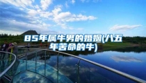 85年属牛男的婚姻(八五年苦命的牛)