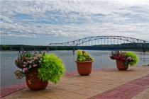 属牛的幸运花是什么花(什么花代表幸运)