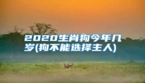 2020生肖狗今年几岁(狗不能选择主人)
